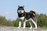 ALASKAN MALAMUTE 397